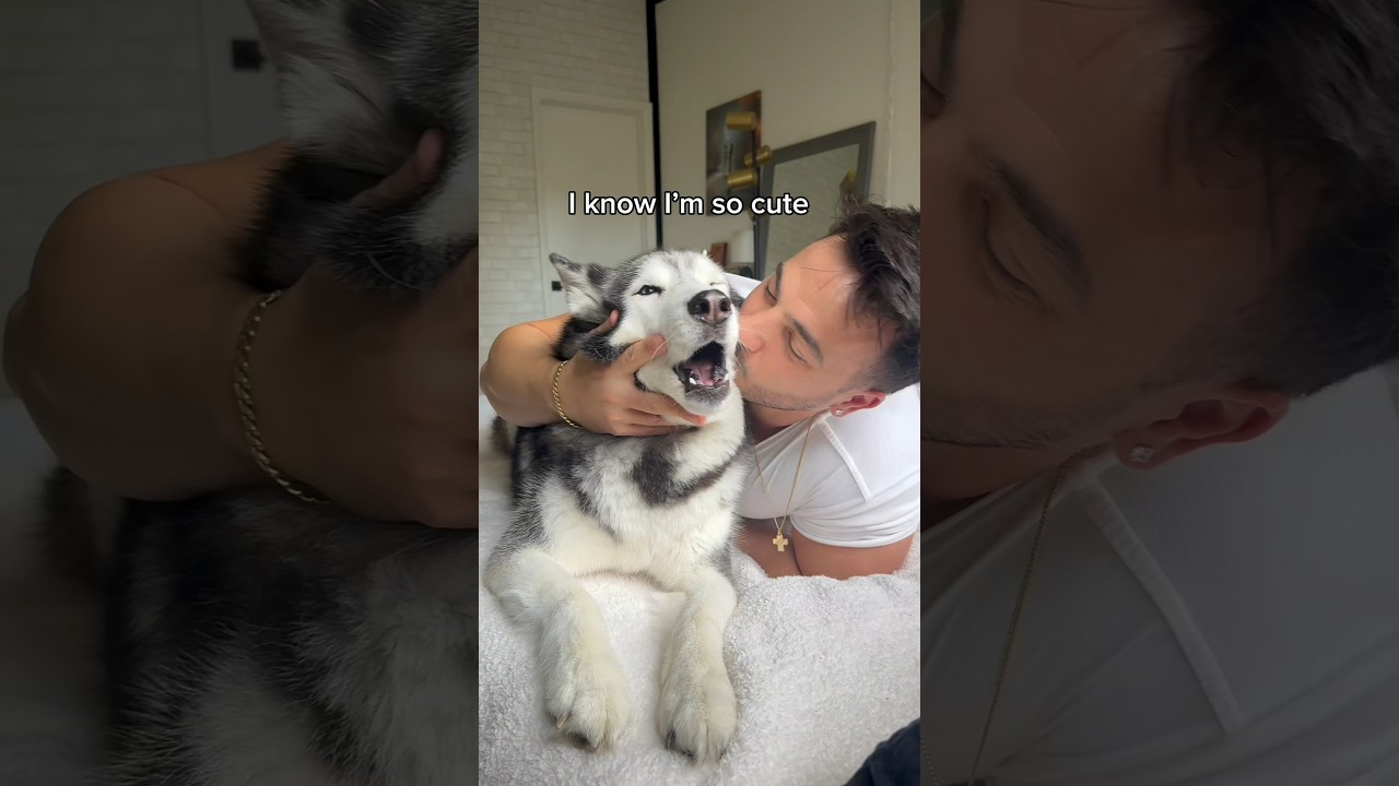 My Husky ARGUES When I Kiss Her!