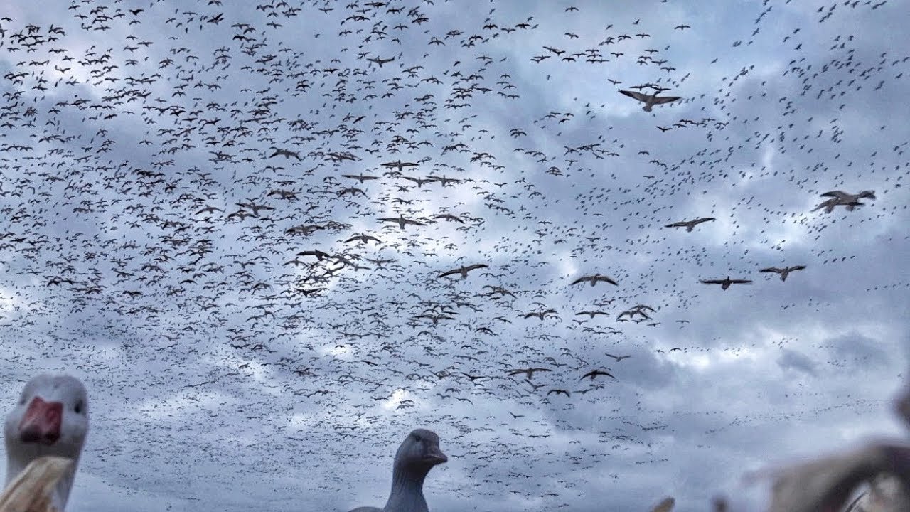 100 000 СНЕЖНЫХ ГУСЕЙ ПРИЗЕМЛЯЮТСЯ!! Безумная охота на снежных гусей!! Сильные ливни