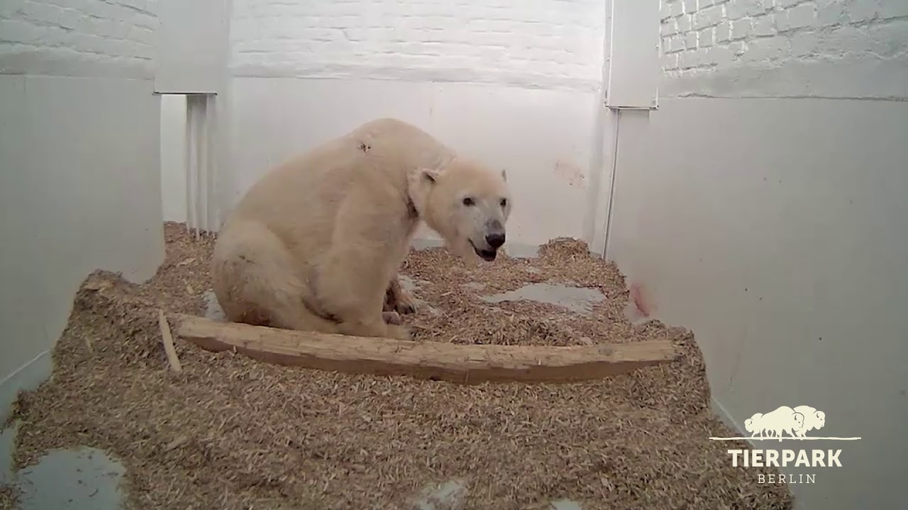 Baby-Eisbär sucht Mamas Nähe - Polar bear cub needs plenty of cuddles