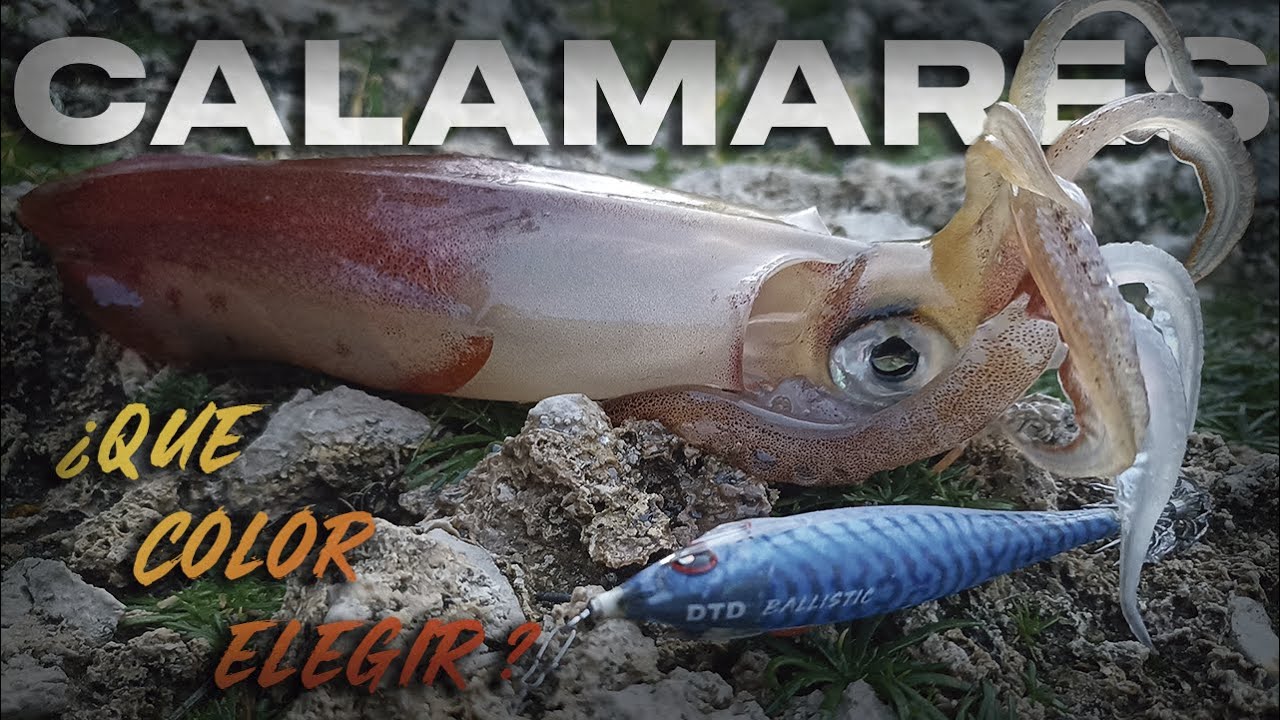 𝗤𝗨𝗘 𝗖𝗢𝗟𝗢𝗥 𝗗𝗘 𝗘𝗚𝗜 𝗘𝗟𝗘𝗚𝗜𝗥 🔴🟠🟡🟢🔵