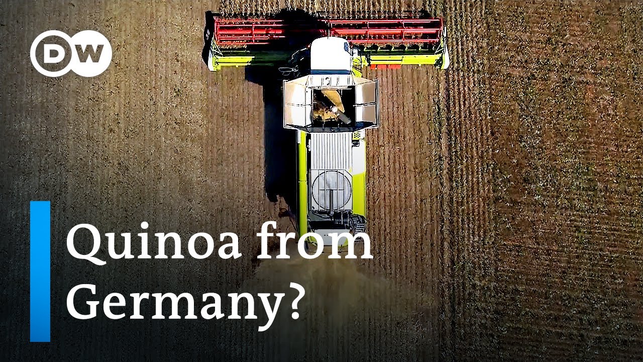 German farmers plant new crops to meet new climate challenges | Focus on Europe