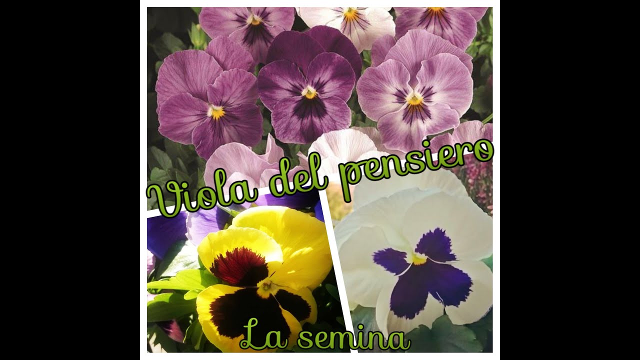 Viola del pensiero