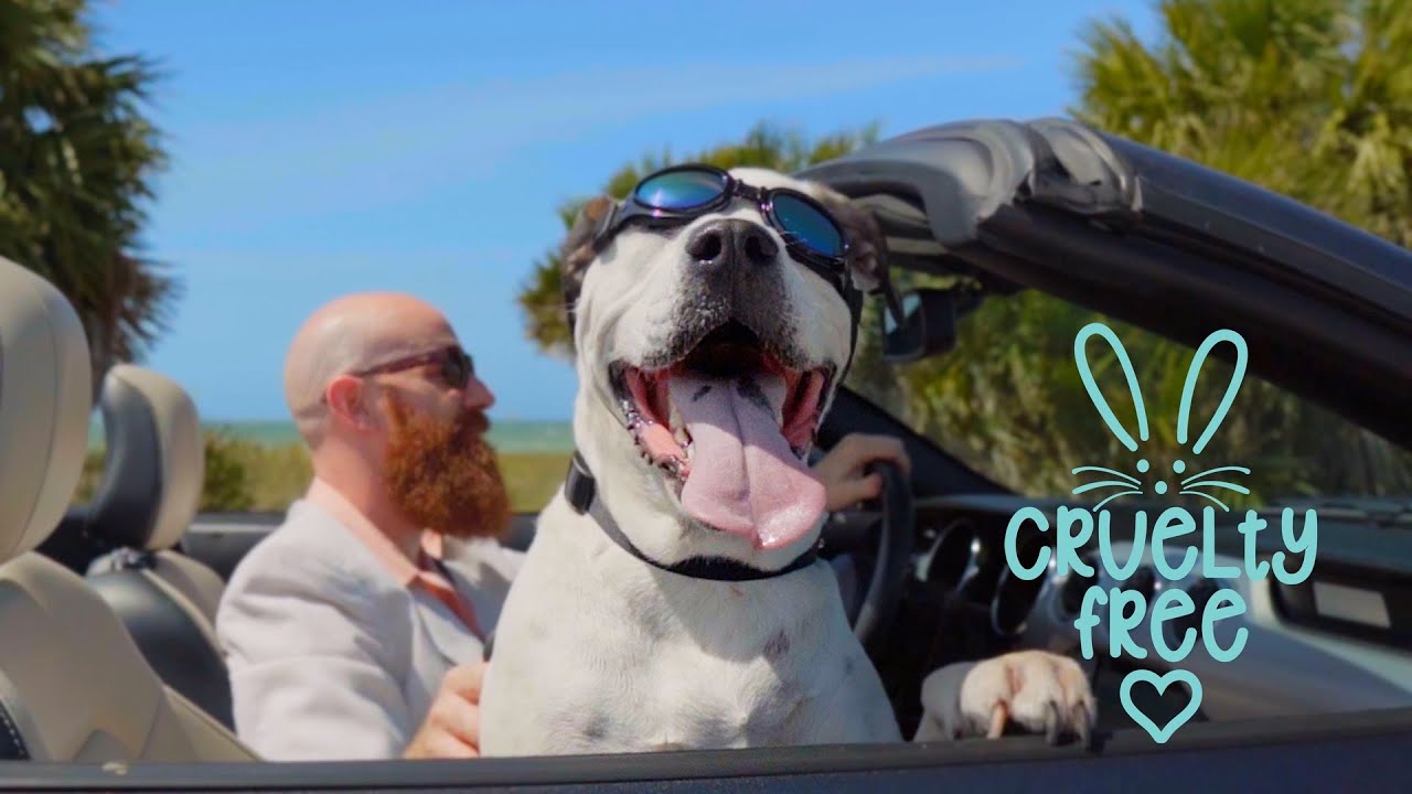 Bodhi Dog Sunscreen