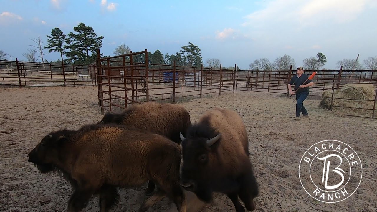 Ep. 369 - Successfully Herding Nine Calves Was A BIG Relief