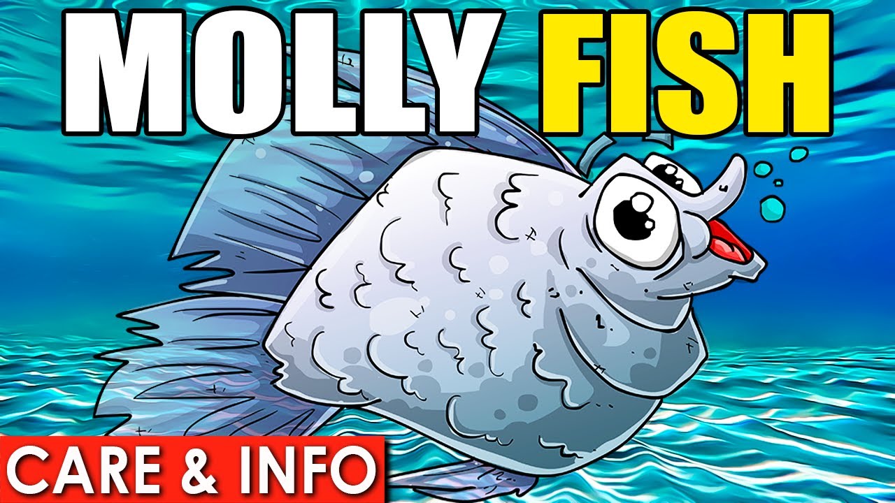 Molly Fish | Molly Fish Care And Info! | Molly Fish Beginner Care Guide