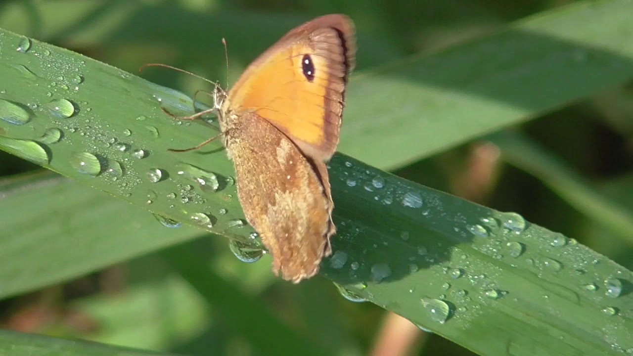 NATUURFILM