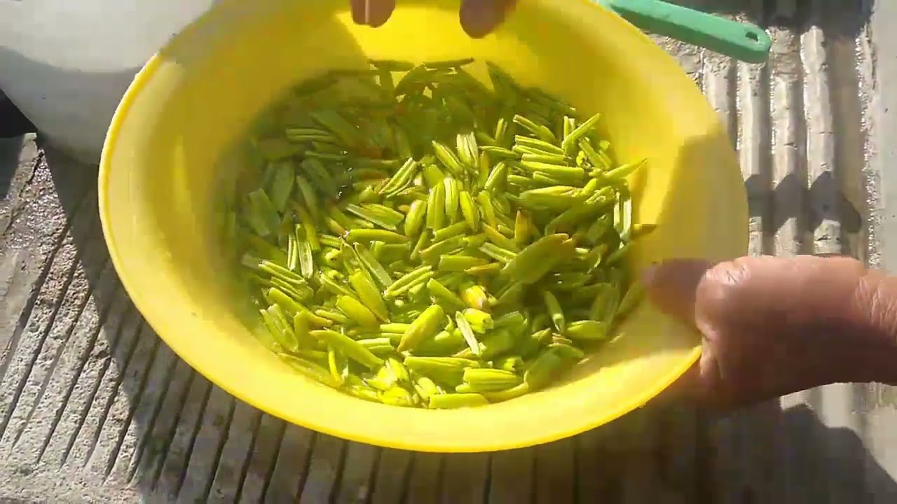 El fruto del MAGUEY el RICO y SABROSO 