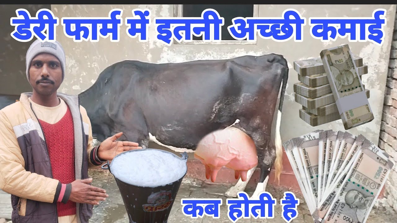 डेरी फार्म मैं इतनी अच्छी कमाई #GopiArchanavlogs #cowforsalevideo 
