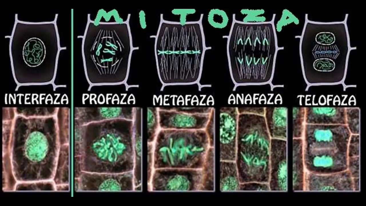 Mitoza - Buka wie