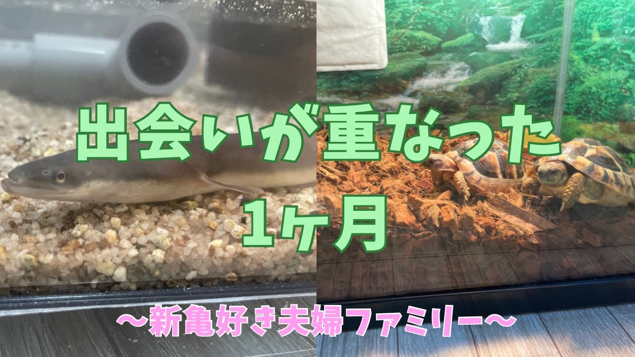短期間で家族が増えた理由をお話しします🐢🐢