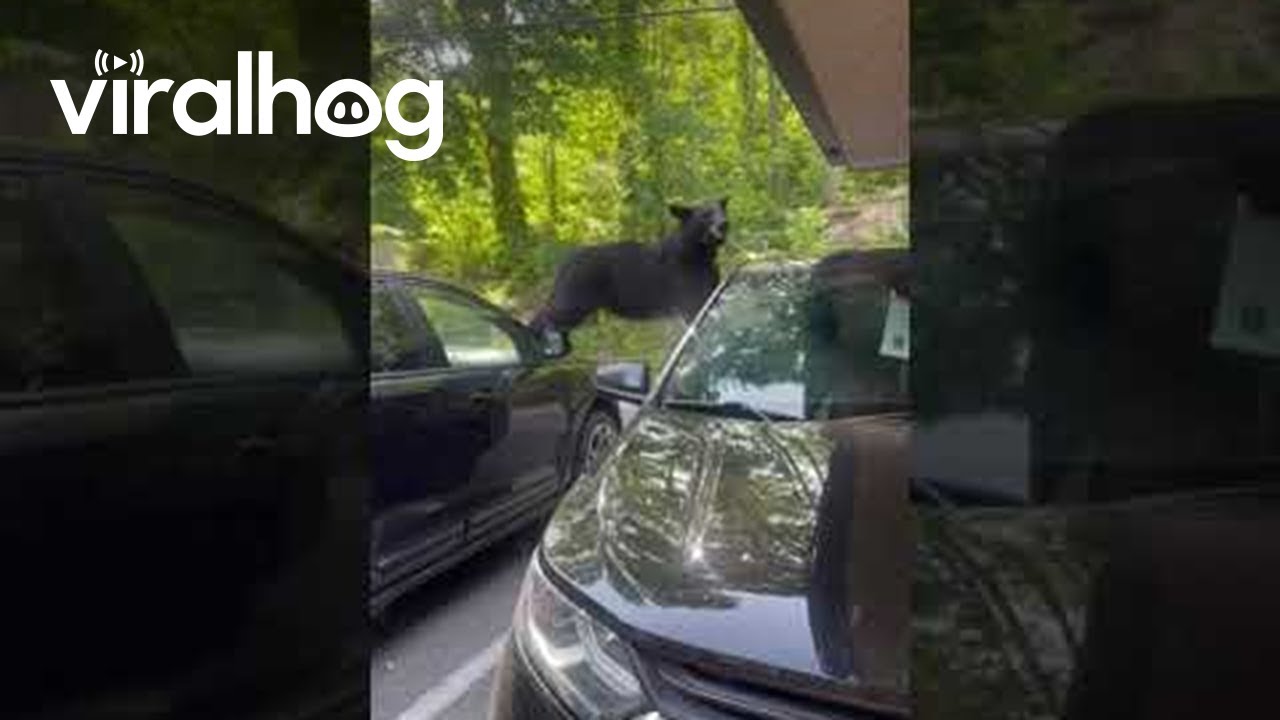 Bear Breaks Car Door Searching for Food || ViralHog