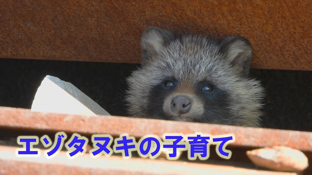 たんたんタヌキの４兄弟 Ezo raccoon child rearing 2020