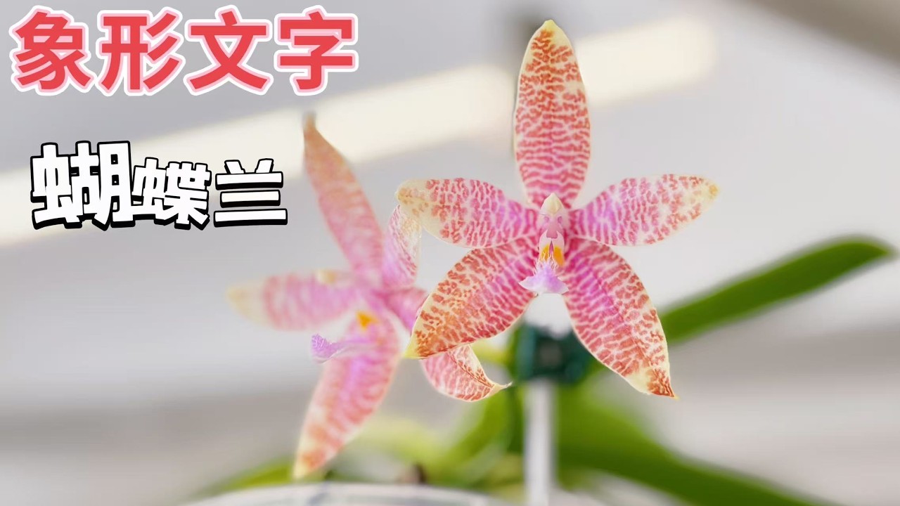 【蝴蝶兰档案13 +1】很好的原生种，象形文字蝴蝶蘭（Phalaenopsis hieroglyphica）ll 有字幕