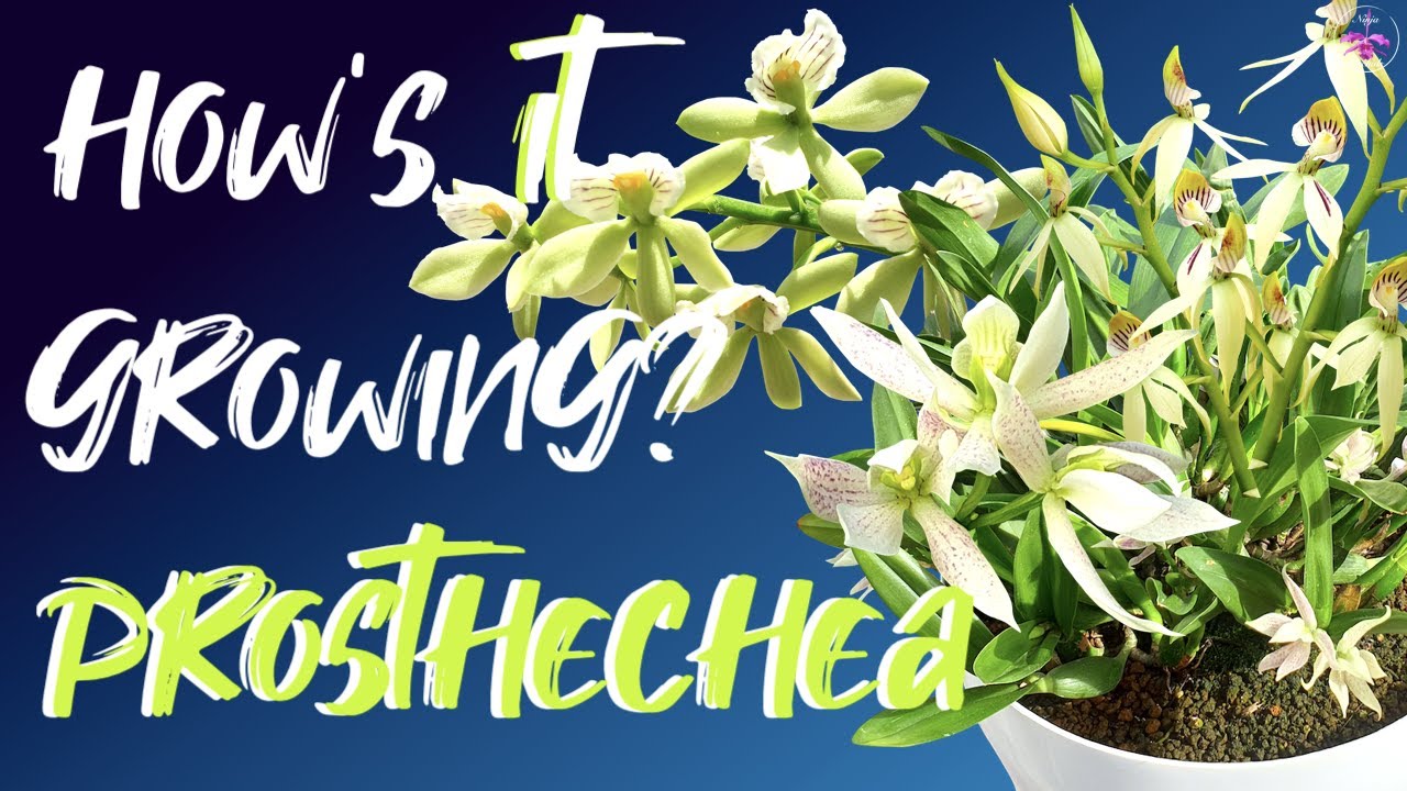 Prosthechea Genus Deep Dive | Care Tips | Taxonomic separation Prosthechea & Encyclia #ninjaorchids