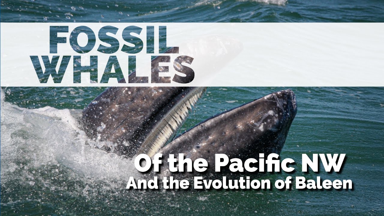 Fossil Whales of the Pacific Northwest and the Evolution of Baleen