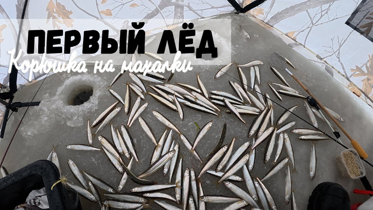ПЕРВЫЙ ЛЕД | Рыба есть !