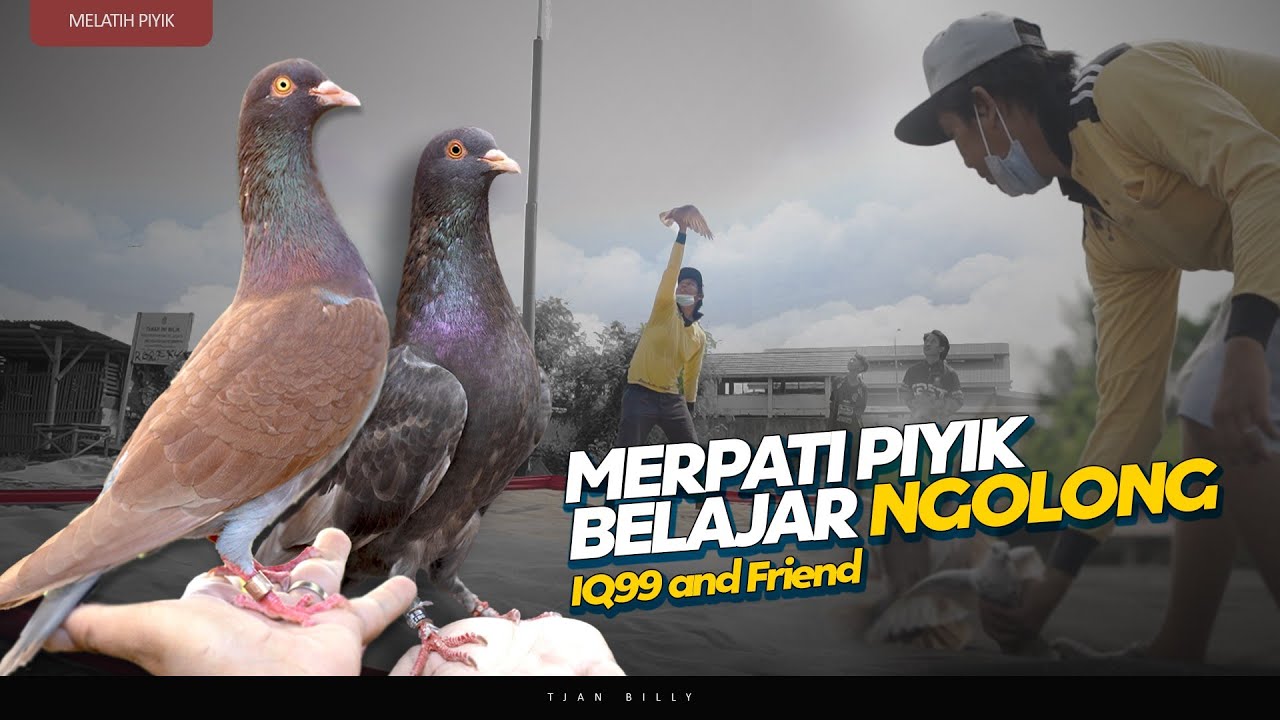 PERTAMA KALI MERPATI PIYIK KU BELAJAR NGOLONG