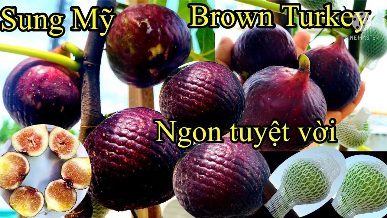 Cách bón phân và trộn đất cho sung Mỹ ra nhiều trái #Chaukimfamily#cachtrongsungmy