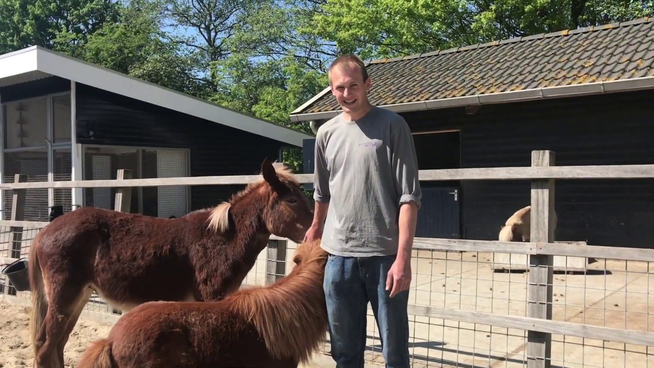 Stadsboerderij BuytenDelft - Buytenweetjes muildier en pony's