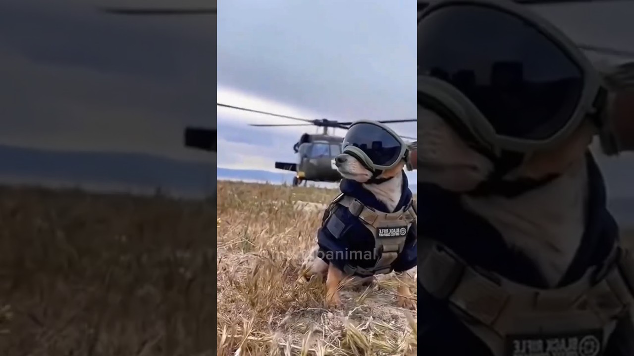 O Resgate de Cleitinho Fub&aacute; 🆘️🆘️🐕&zwj;🦺