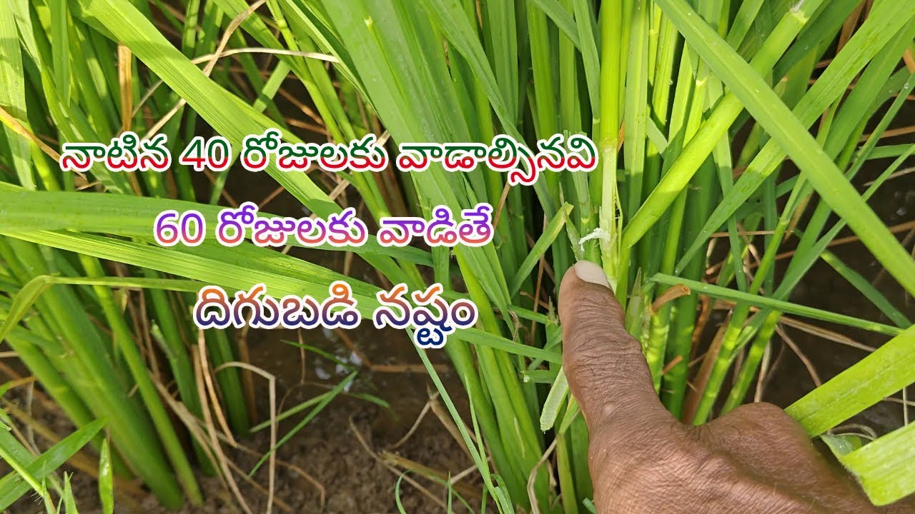 40 రోజులకు వాడాల్సినవి 60 రోజులకు వాడితే ఖర్చు ఎక్కువ దిగుబడి తక్కువ