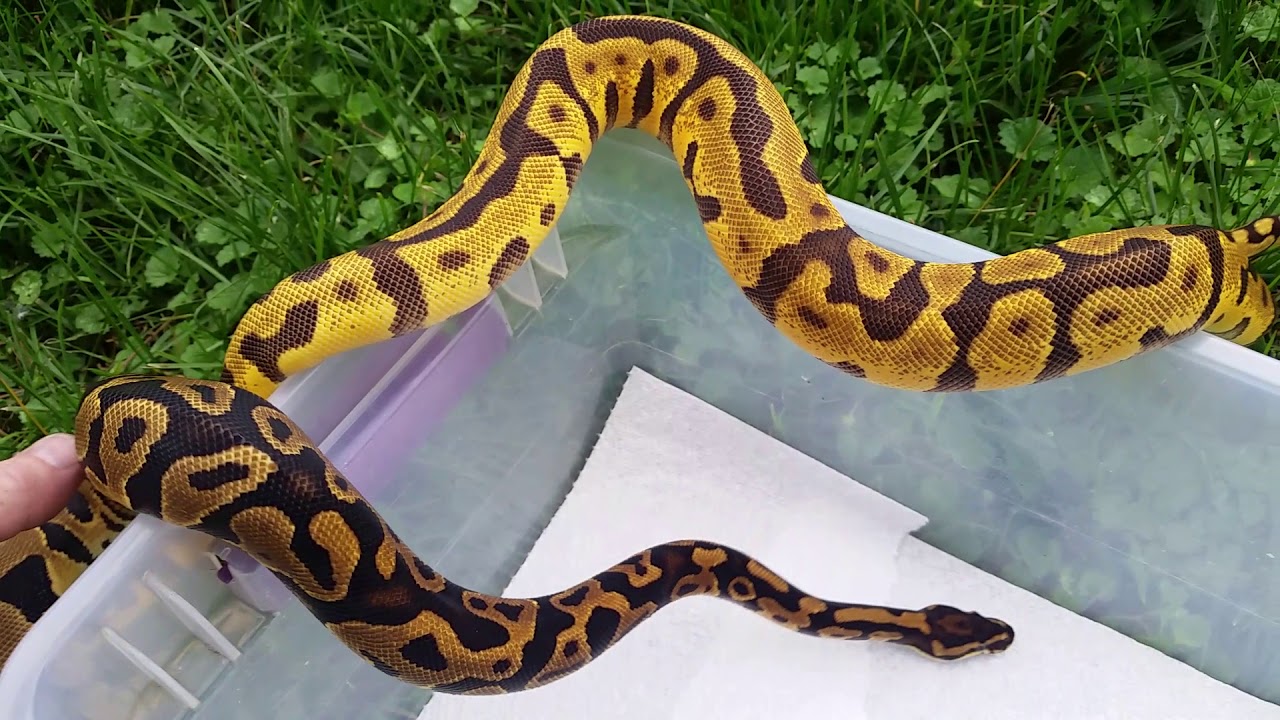 Pastel enchi leopard yellowbelly?