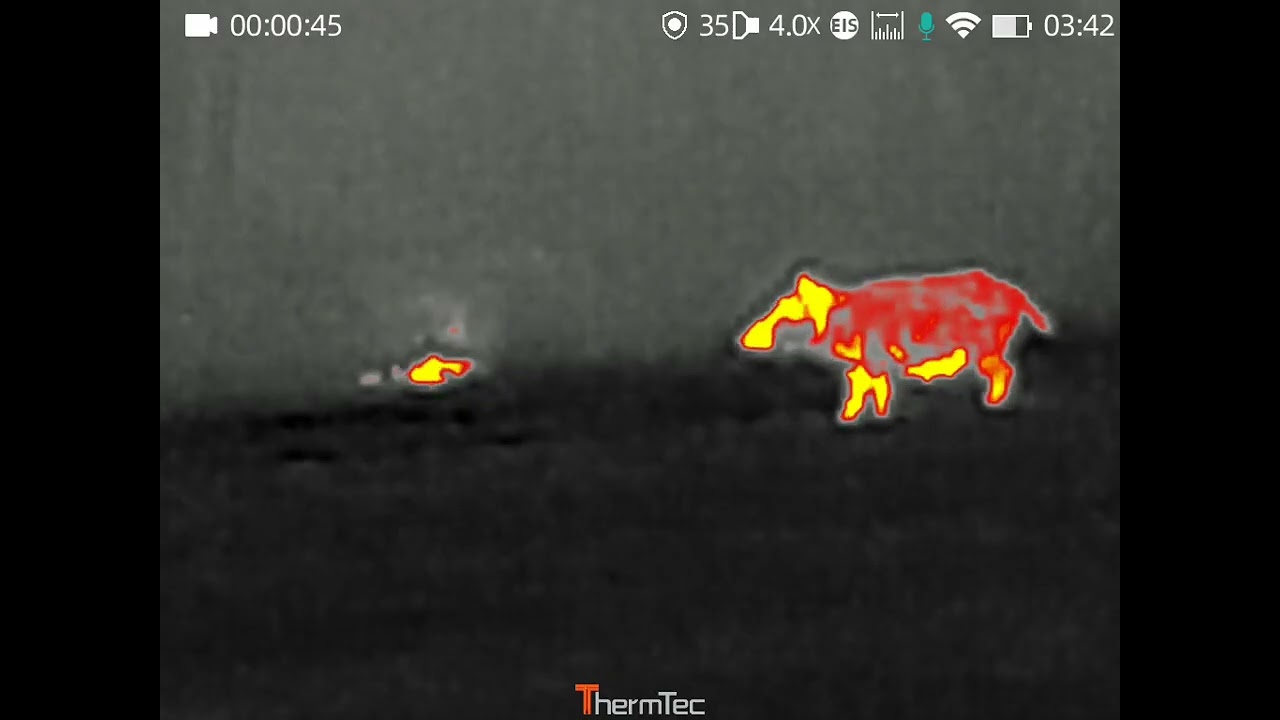 Schwarzwild, junge  Bache vor Kessel , Thermtec Aufnahme 