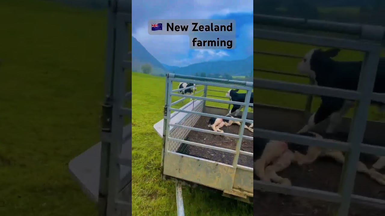 New Zealand farming #dairyfarming #farming #newzealand #dairyfarm #agriculture