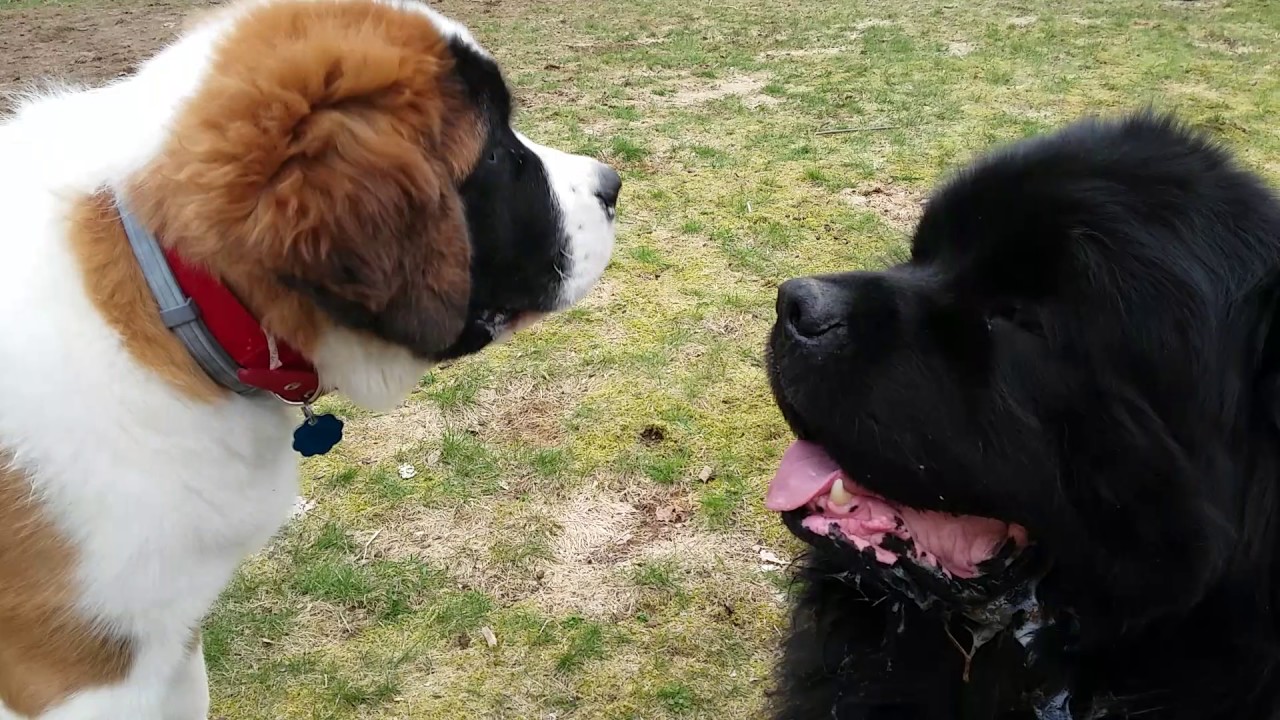 Newfoundland and Saint Bernard puppy