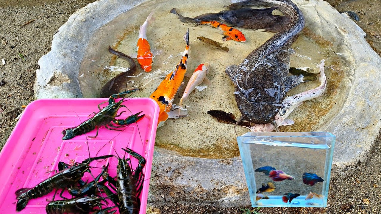 Catching betta fish, ornamental fish, large catfish, koi fish, betok fish, lobsters, iguanas