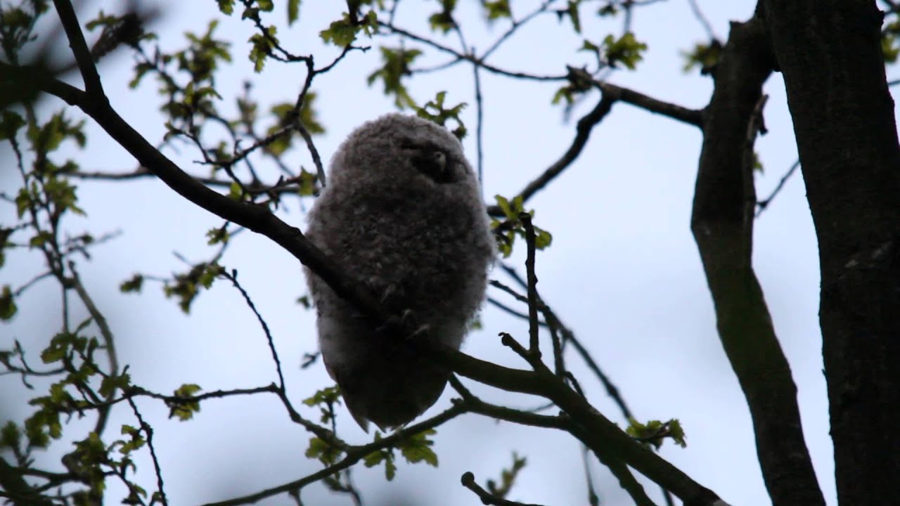 Tawny Owl Chick Calling - Staffordshire