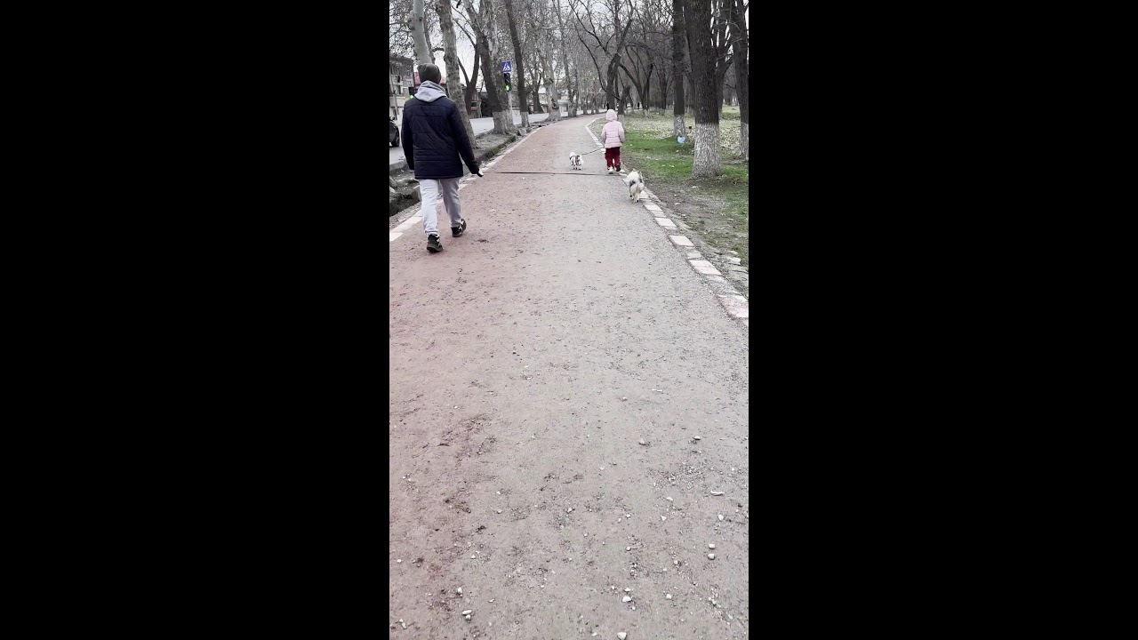 Walking to Uzum Marketplace with Nika, Joy and the kids | Daily life in Uzbekistan #ShihTzu #Spitz
