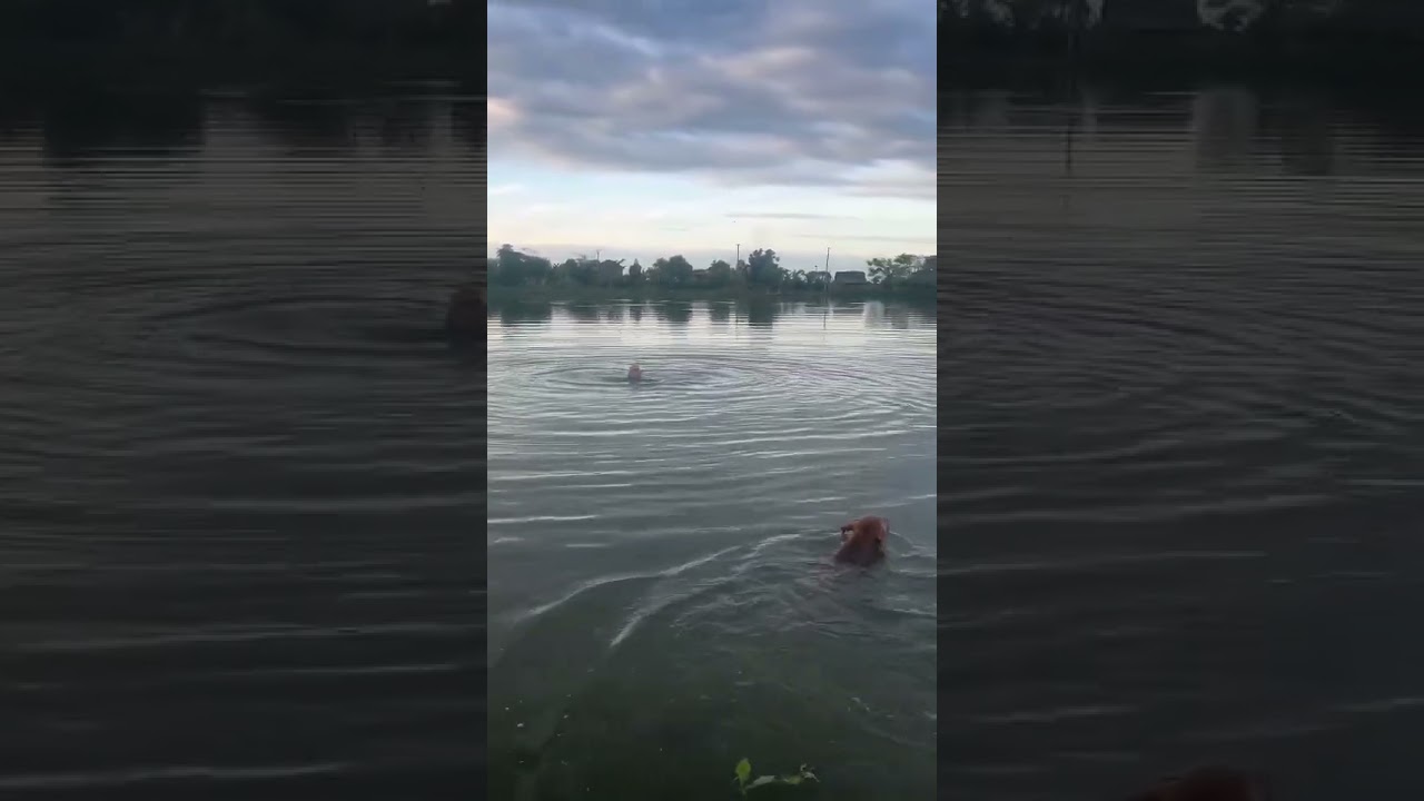 Cool Off In The Pond