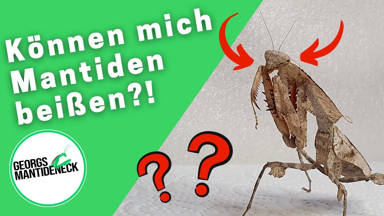 Können mich Mantiden beißen - Ja oder Nein?