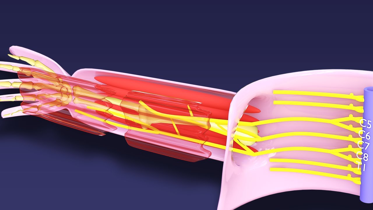 Brachial Plexus Finally Makes Sense! The Embryology Secret Medical Schools Don't Teach