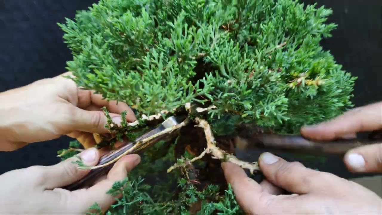un error muy común en el diseño de un bonsái Junípero San Jose #bonsaicolombia #bonsaiworld #bonsai