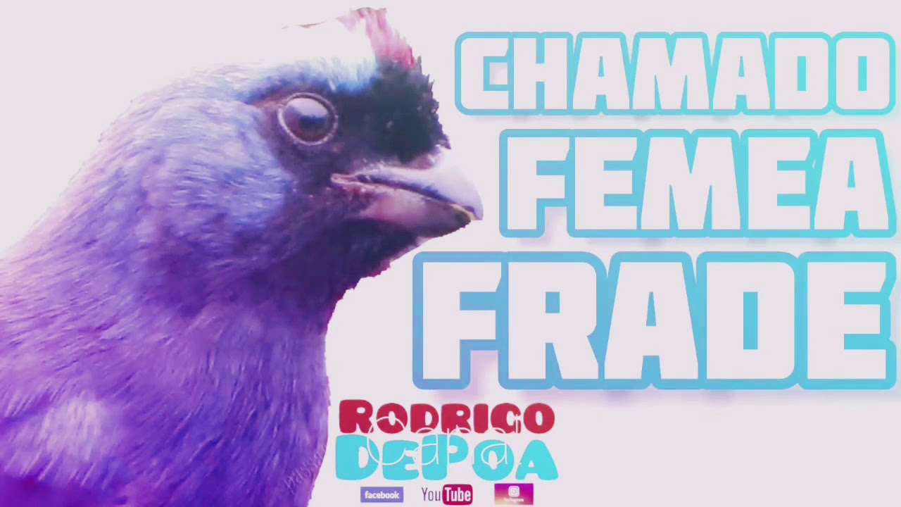 2 Horas Fêmea Sanhaço Frade melhor chamado levanta morto