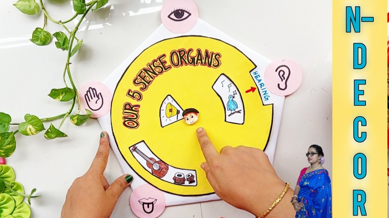 5 Sense Organs Project for UKG || পঞ্চ ইন্দ্রিয় #ndecor #tlm #schoolproject @nilanjanasarkar5057
