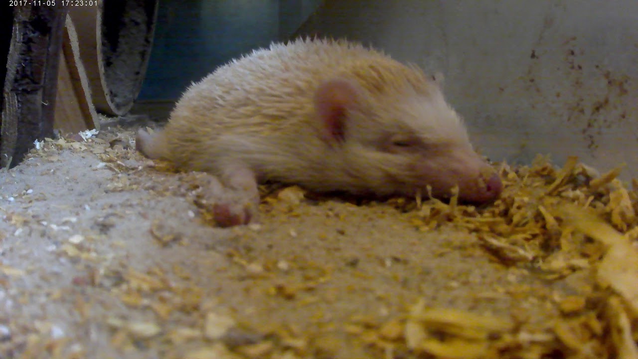 Hedgehogs 139 - sleepy hedgehogs part 2. look at his lil face