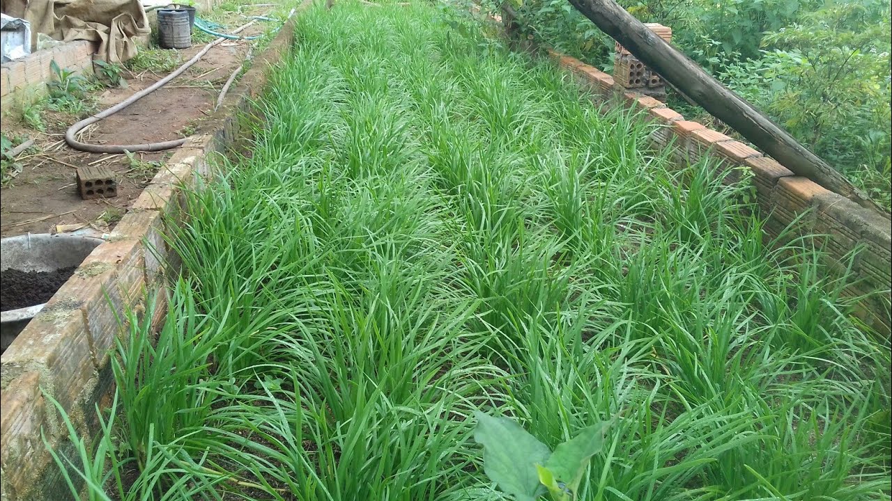 Kỷ thuật trồng cây hẹ và bón phân cho hẹ đúng cách.