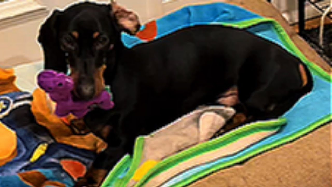 This Dog Throws the Ultimate Drama Fit – You Won't Stop Laughing!
