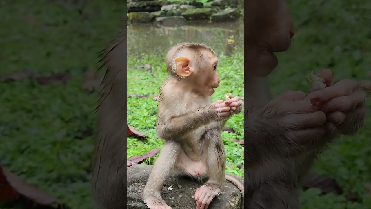 So sweet mom and baby monkey-KATRINA and KENDRA  