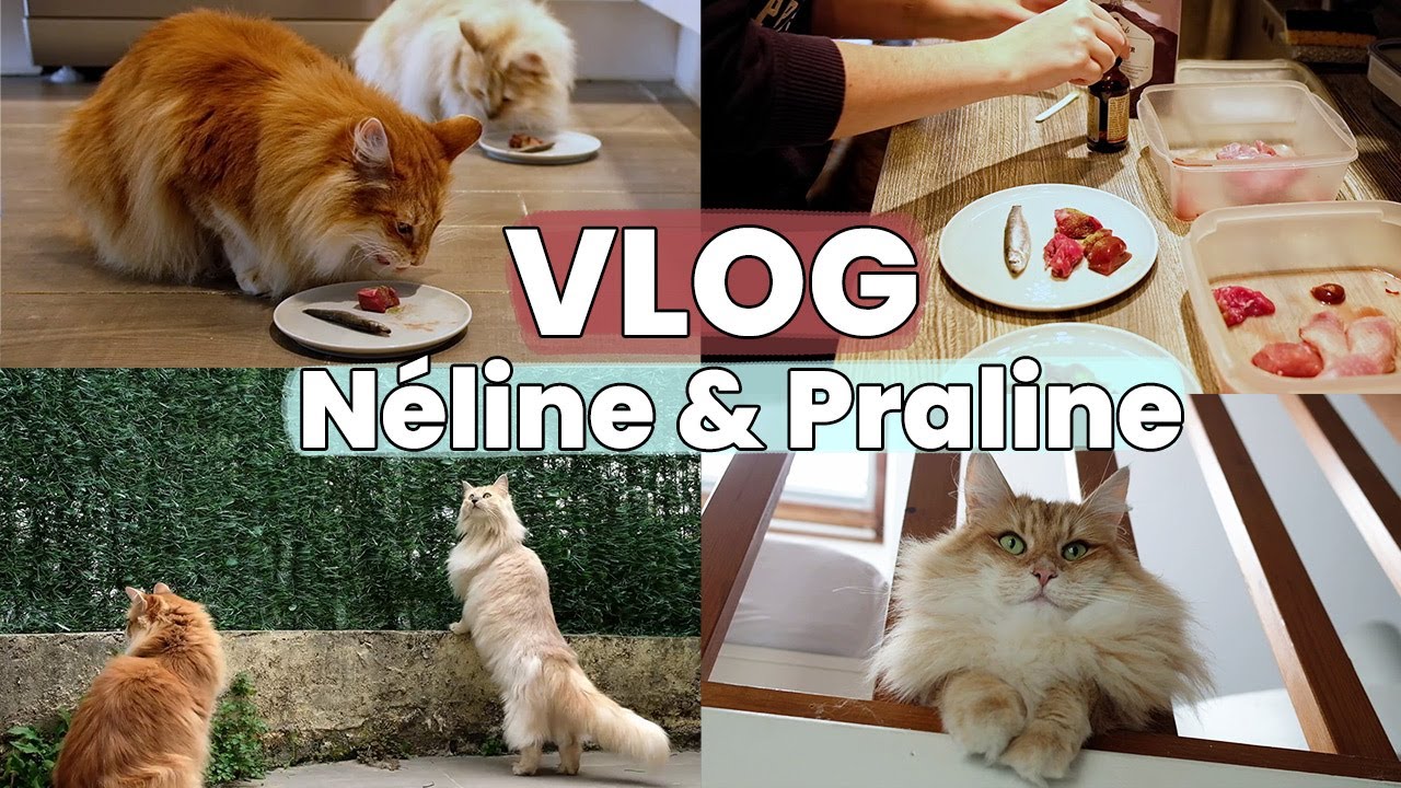 Une Journée Avec Mes Chats Norvégiens | VLOG