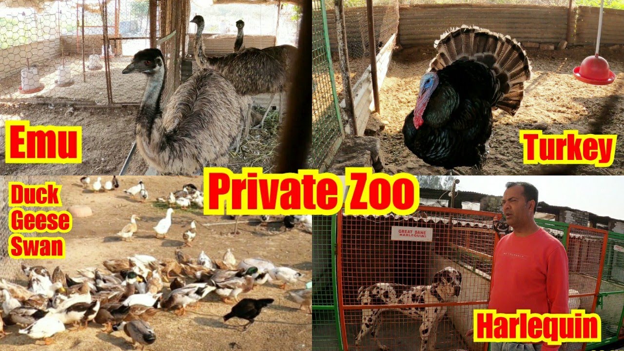 Private Zoo | SOOD FARM  | Emu , Turkey , Guinnea Fowl , Harlequin Great Dane,