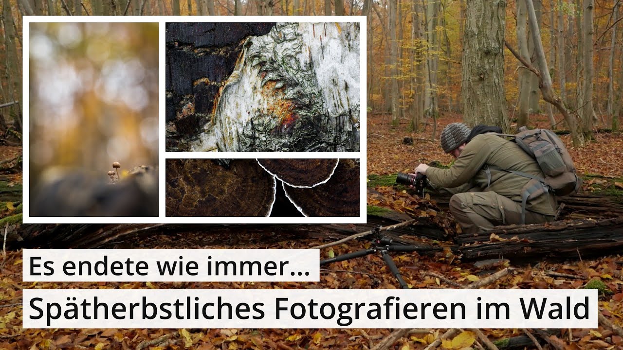 Naturfotografie: SPÄTHERBST im WALD