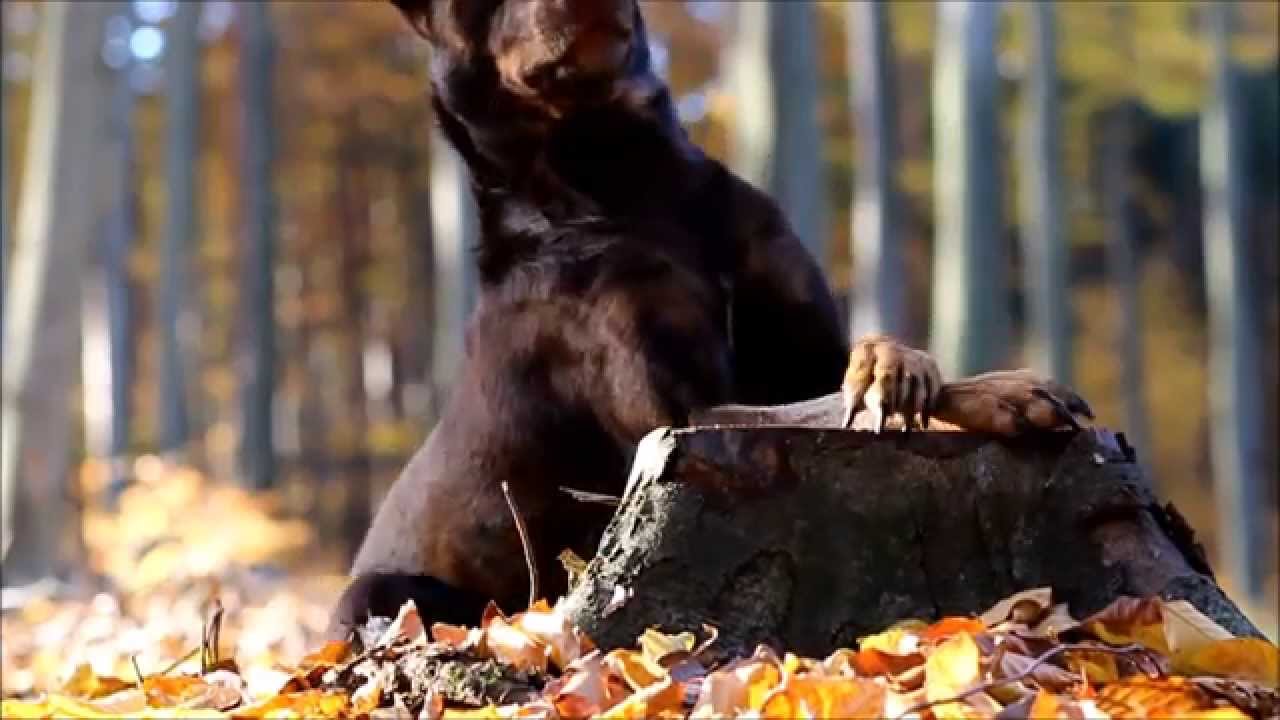 Autumn Dog Tricks 2015 - border collie MALI & kelpie NILLA