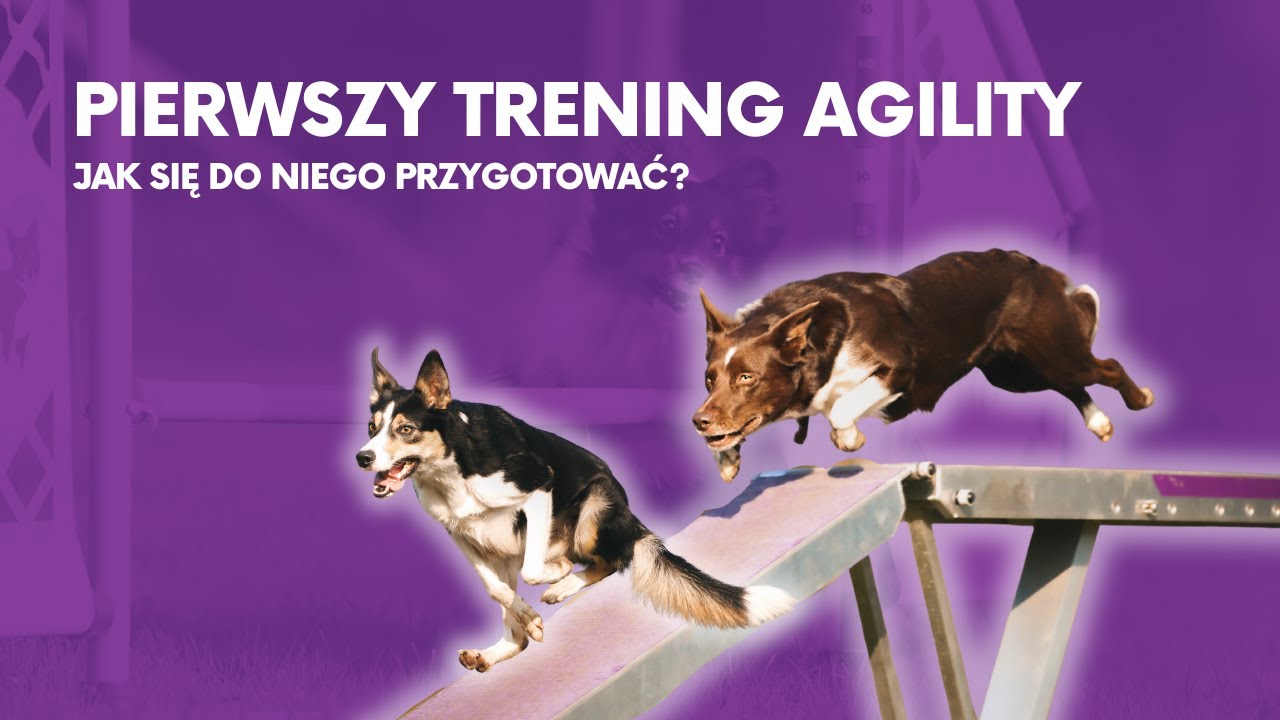 PIERWSZY TRENING AGILITY Z PSEM - JAK SIĘ PRZYGOTOWAĆ NA ZAJĘCIA? | PAULINA I PSY