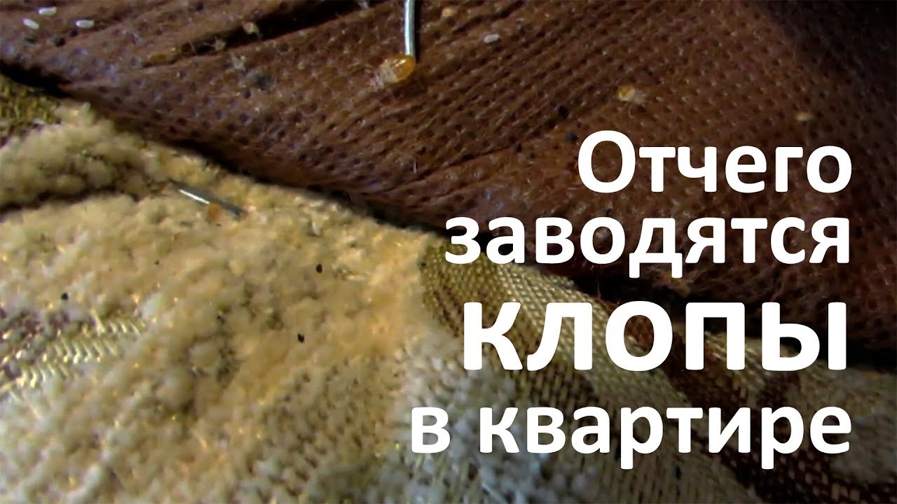 Отчего заводятся клопы в квартире