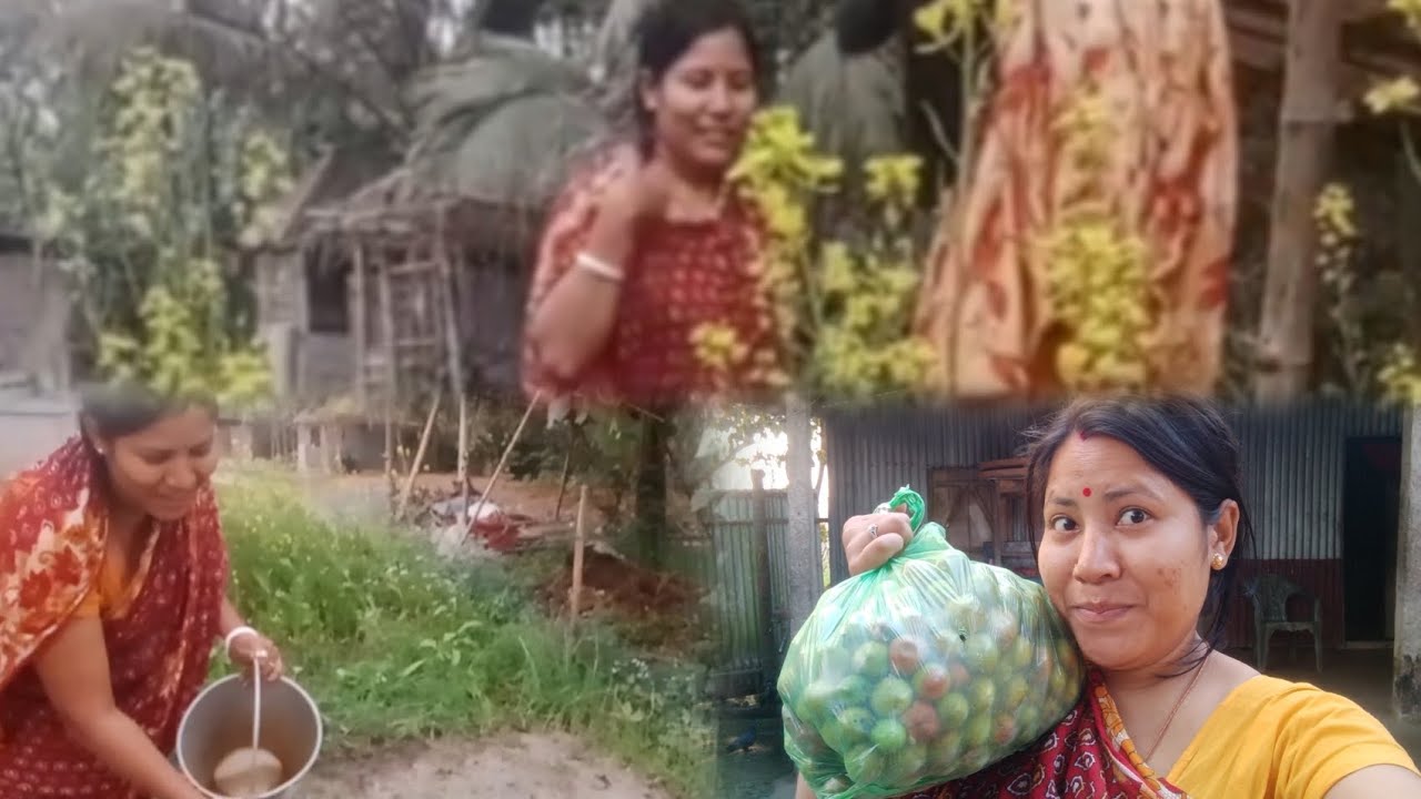 বিকেলে আমার ছোট্ট শাকবাগানে জল দিলাম ।বর মশাই কার বাড়ি থেকে এতো গুলো কুল নিয়ে আসলো।