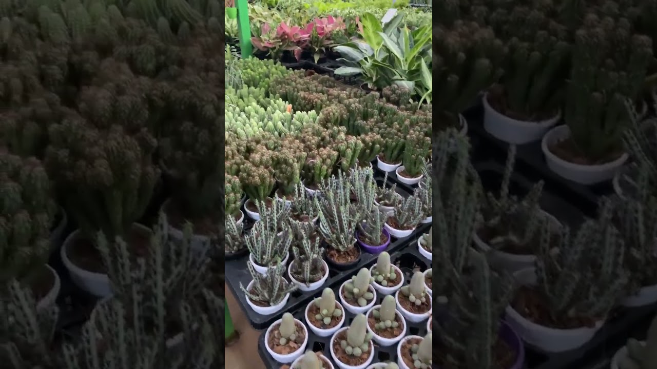 Exotic Plants | Cactus | Succulents | Nursery Garden | Plant Shop | Chennai | Buy Online India